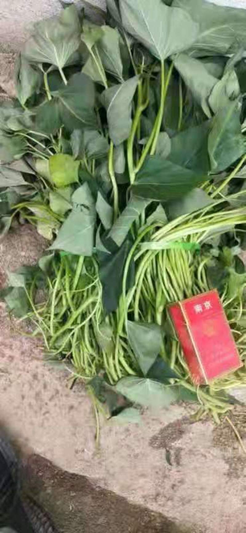 大量，红薯苗，西瓜红，济26，济25，烟25，商薯19