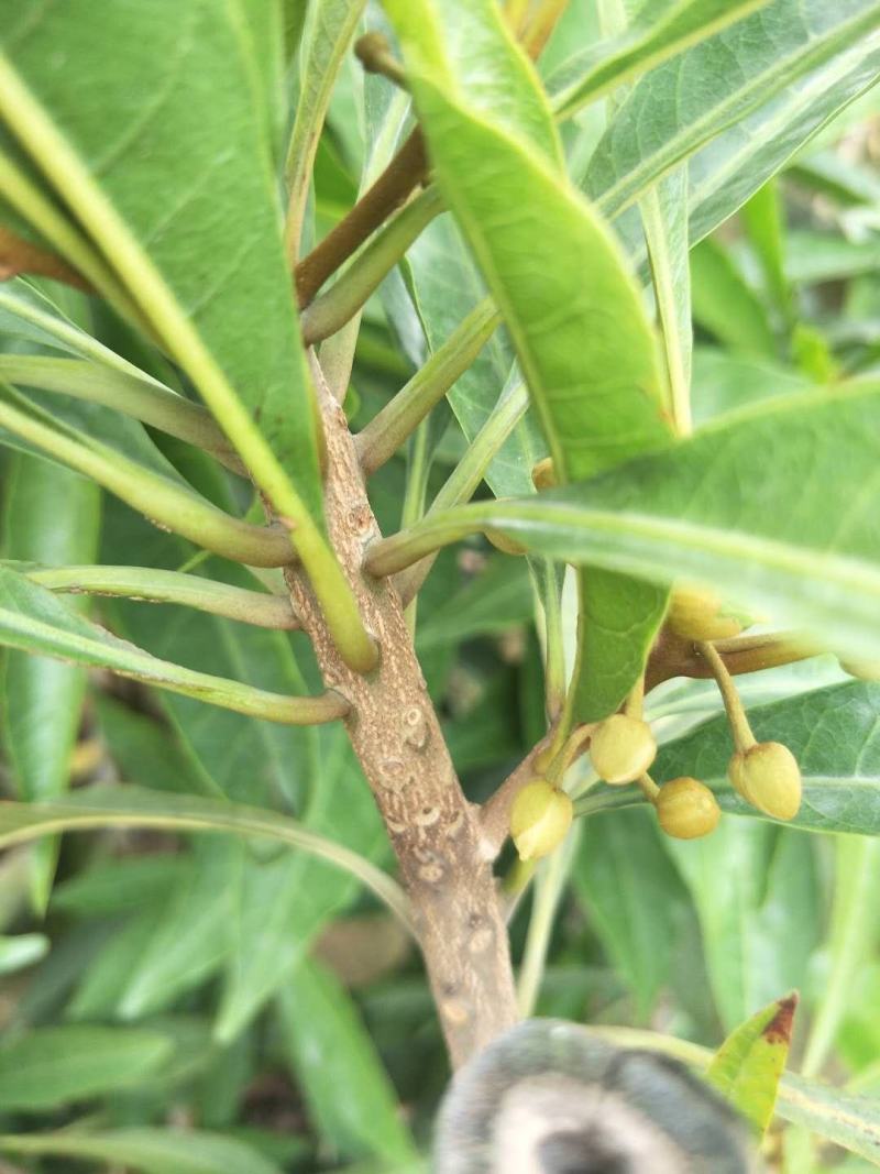 蛋黄果苗耀堂仙桃果热带水果稀见水果苗营养杯苗发货