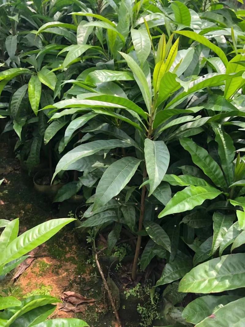 蛋黄果苗耀堂仙桃果热带水果稀见水果苗营养杯苗发货