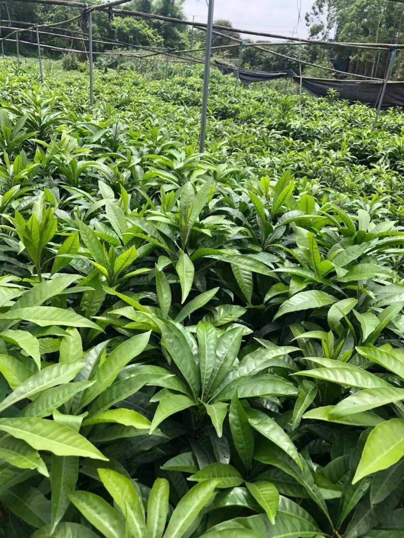 蛋黄果苗耀堂仙桃果热带水果稀见水果苗营养杯苗发货