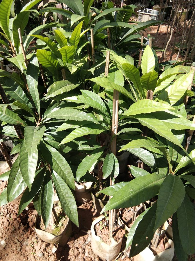 蛋黄果苗耀堂仙桃果热带水果稀见水果苗营养杯苗发货