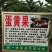 蛋黄果苗耀堂仙桃果热带水果稀见水果苗营养杯苗发货