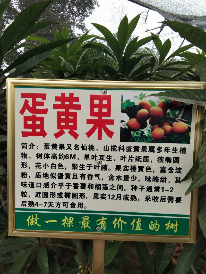 蛋黄果苗耀堂仙桃果热带水果稀见水果苗营养杯苗发货
