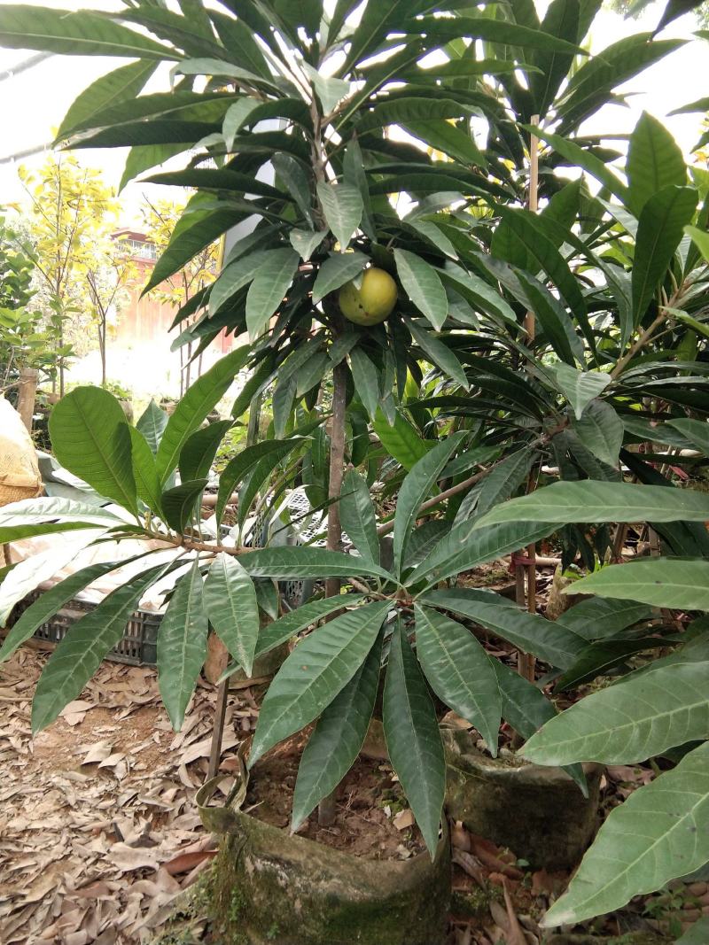 蛋黄果苗耀堂仙桃果热带水果稀见水果苗营养杯苗发货