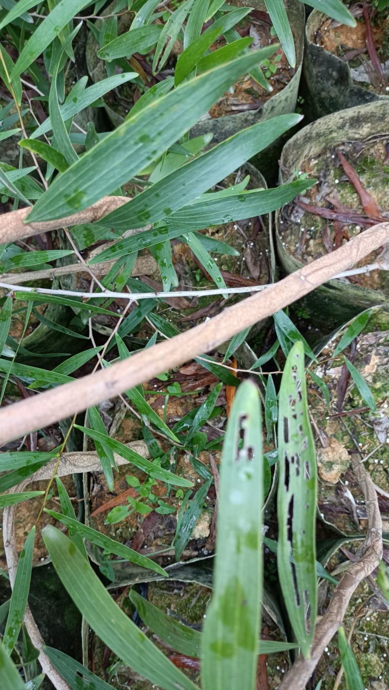小叶相思