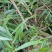 小叶相思