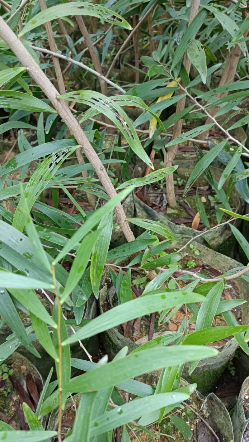小叶相思