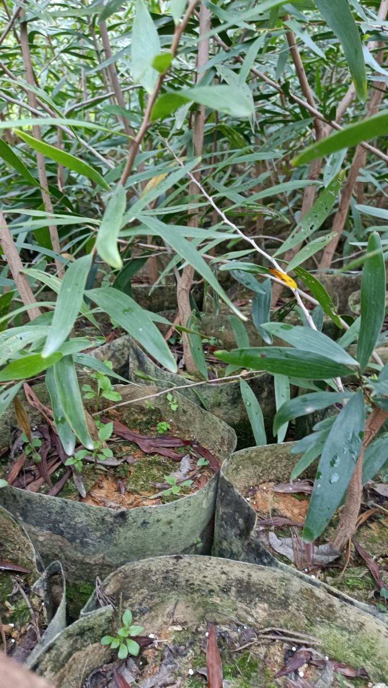 小叶相思