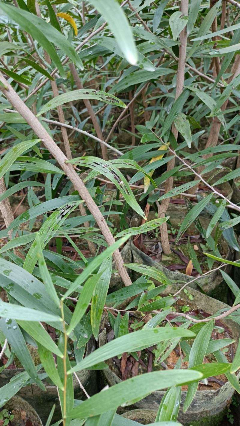 小叶相思