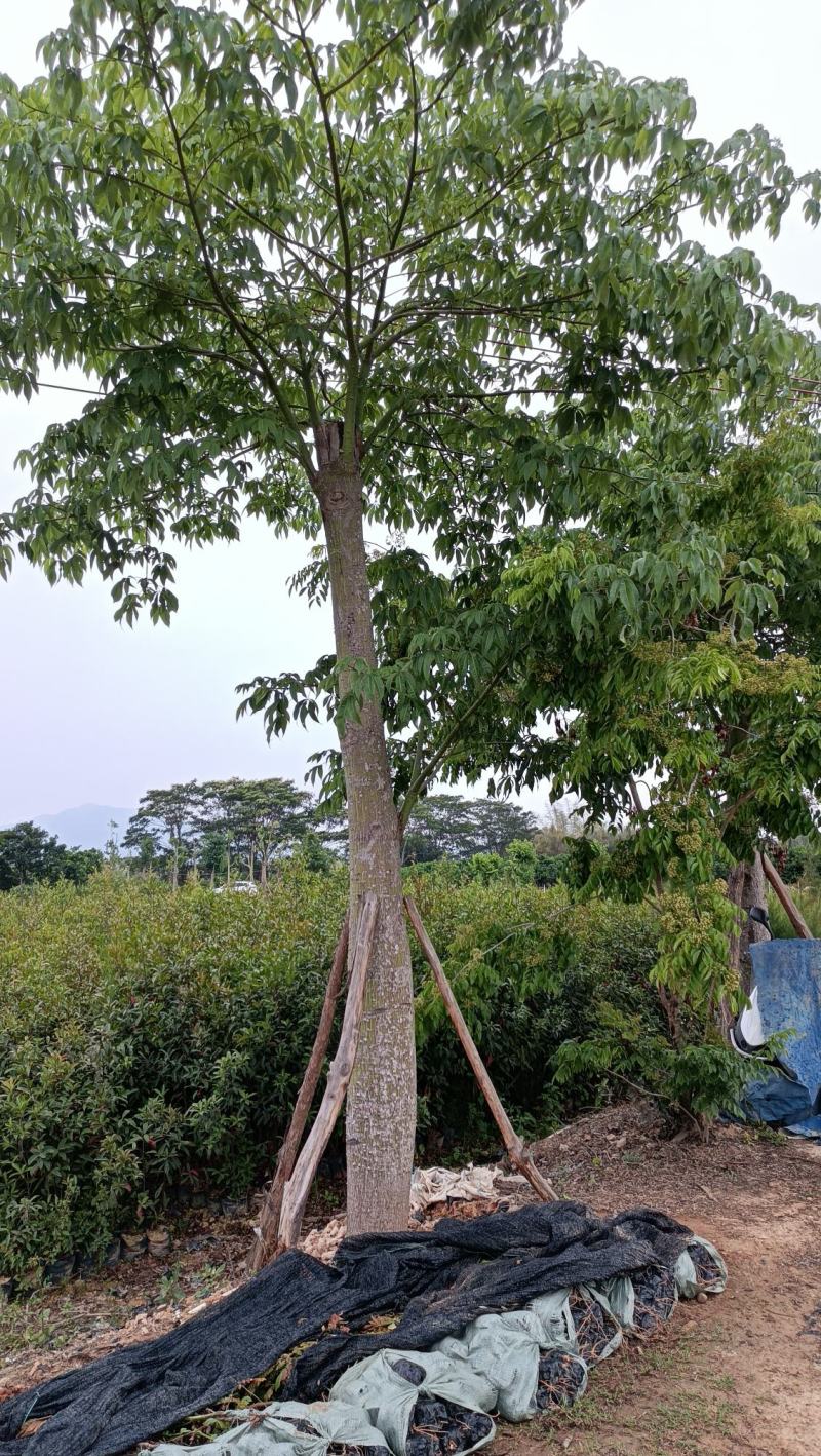 大腹木棉