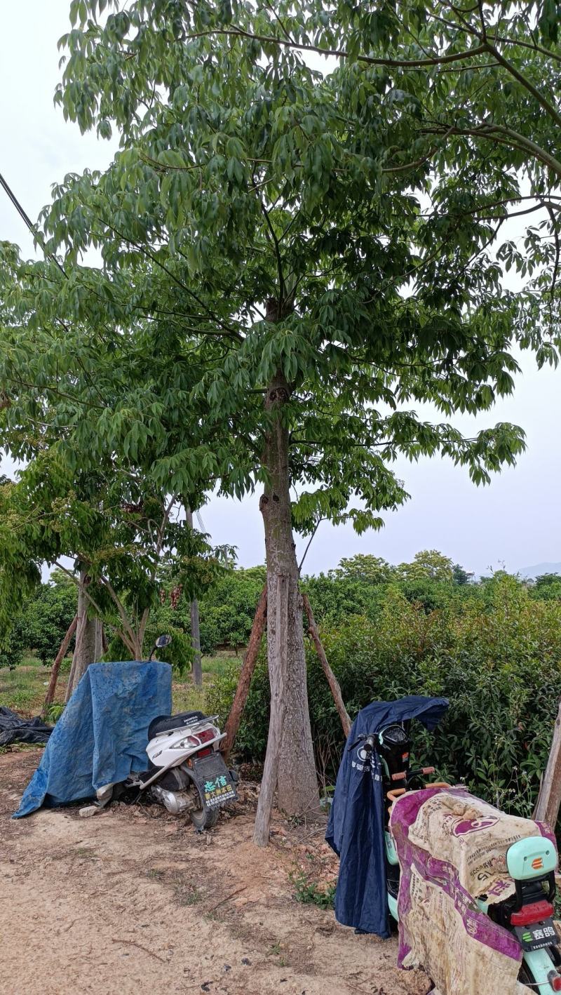 大腹木棉