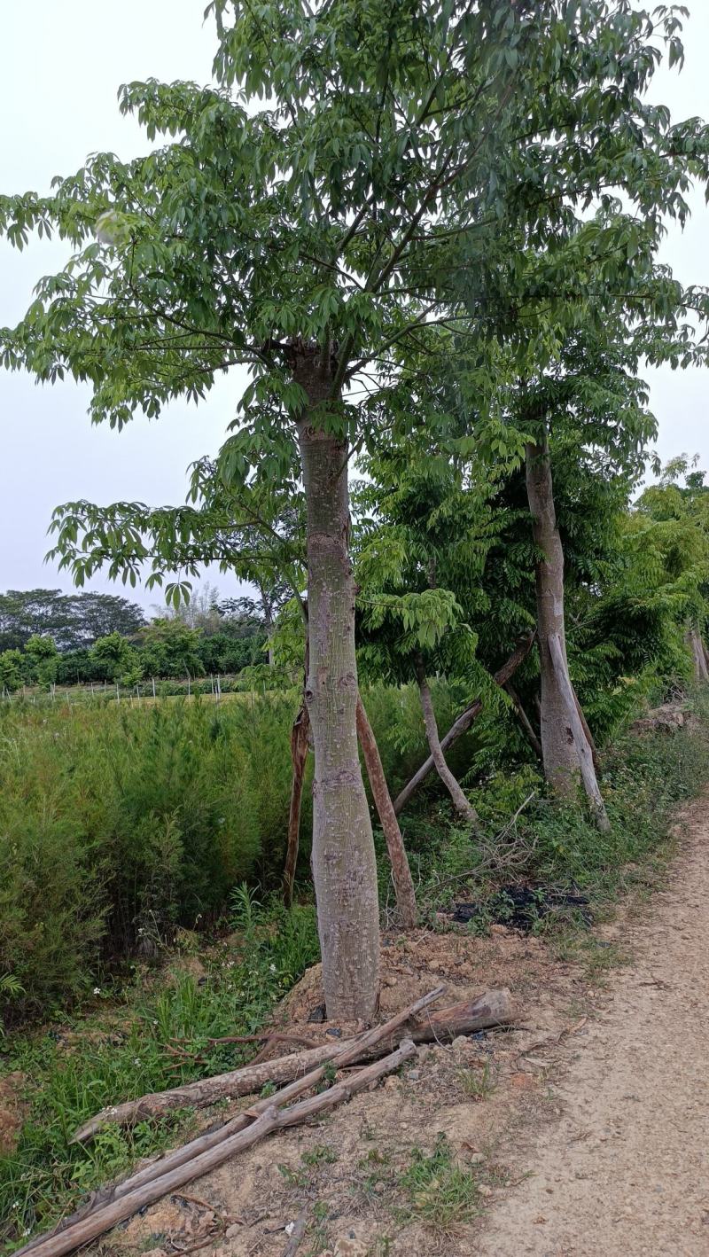 大腹木棉
