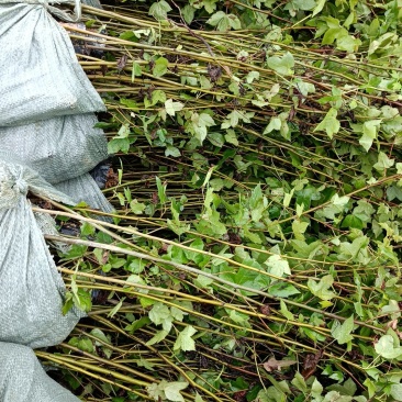 枫香