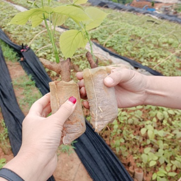 广西扁藤鸡血藤苗，苗好，根须好，基地货批发零售！