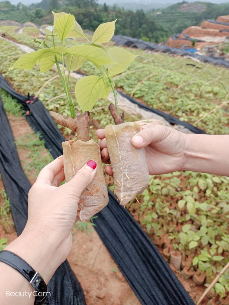 广西扁藤鸡血藤苗，苗好，根须好，基地货批发零售！