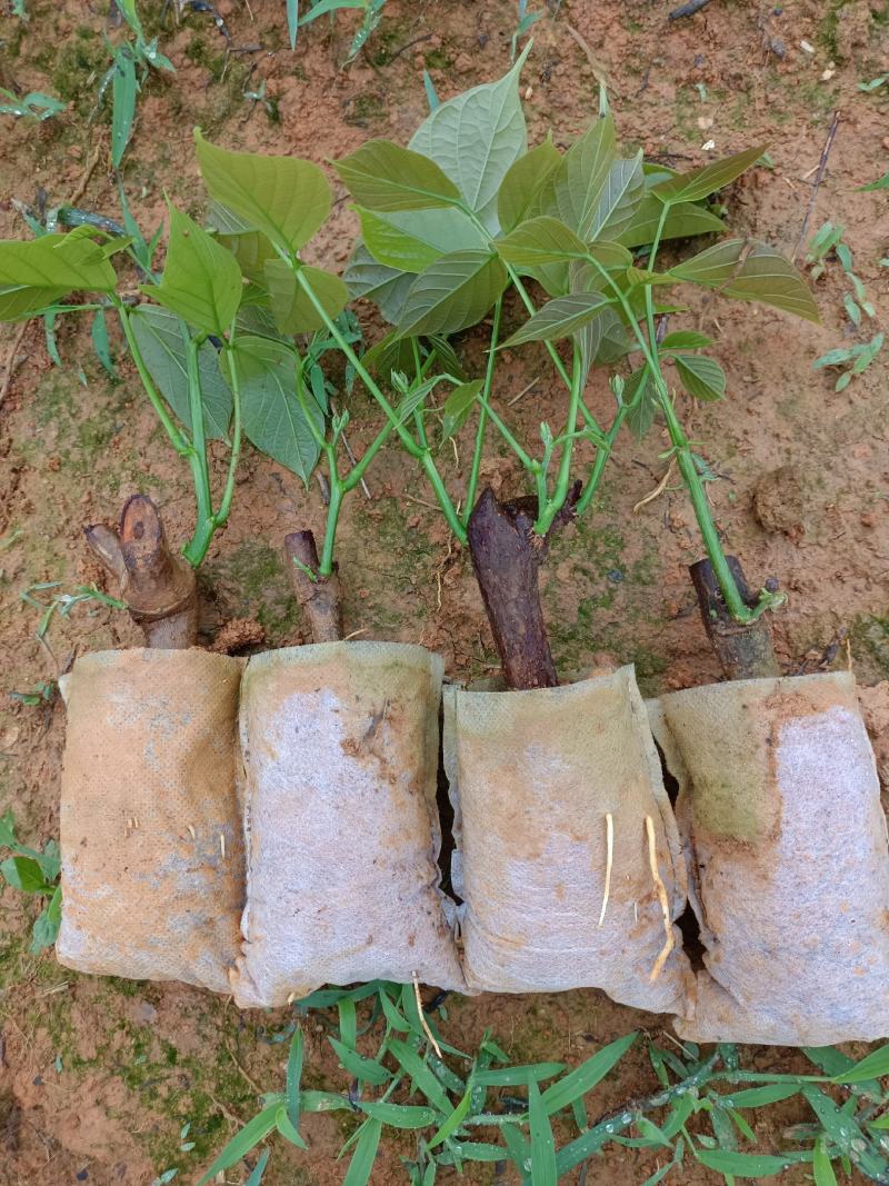 广西扁藤鸡血藤苗，苗好，根须好，基地货批发零售！