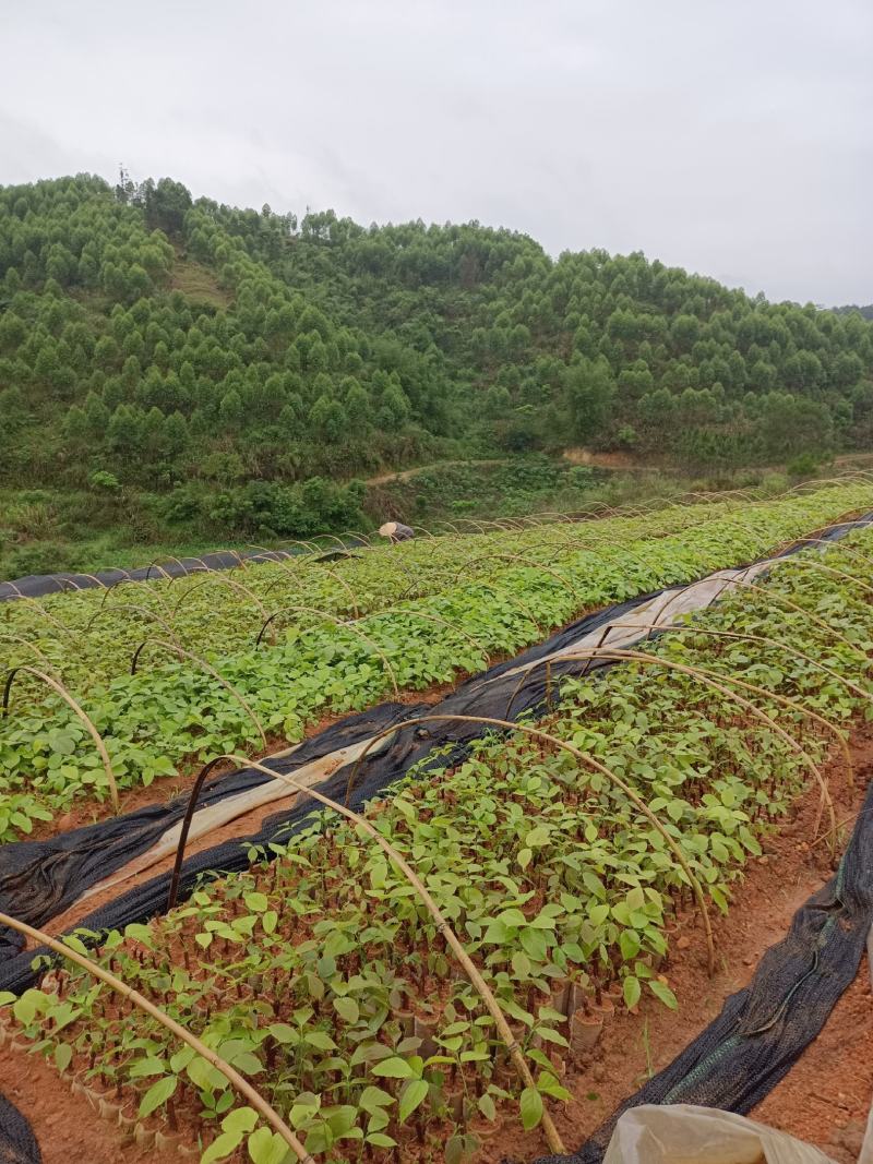 广西扁藤鸡血藤苗，苗好，根须好，基地货批发零售！