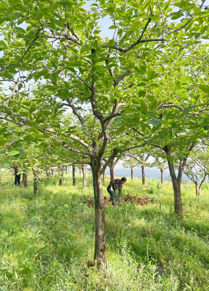 山西柿子树，15-20公分高杆柿子树，绿化柿子树