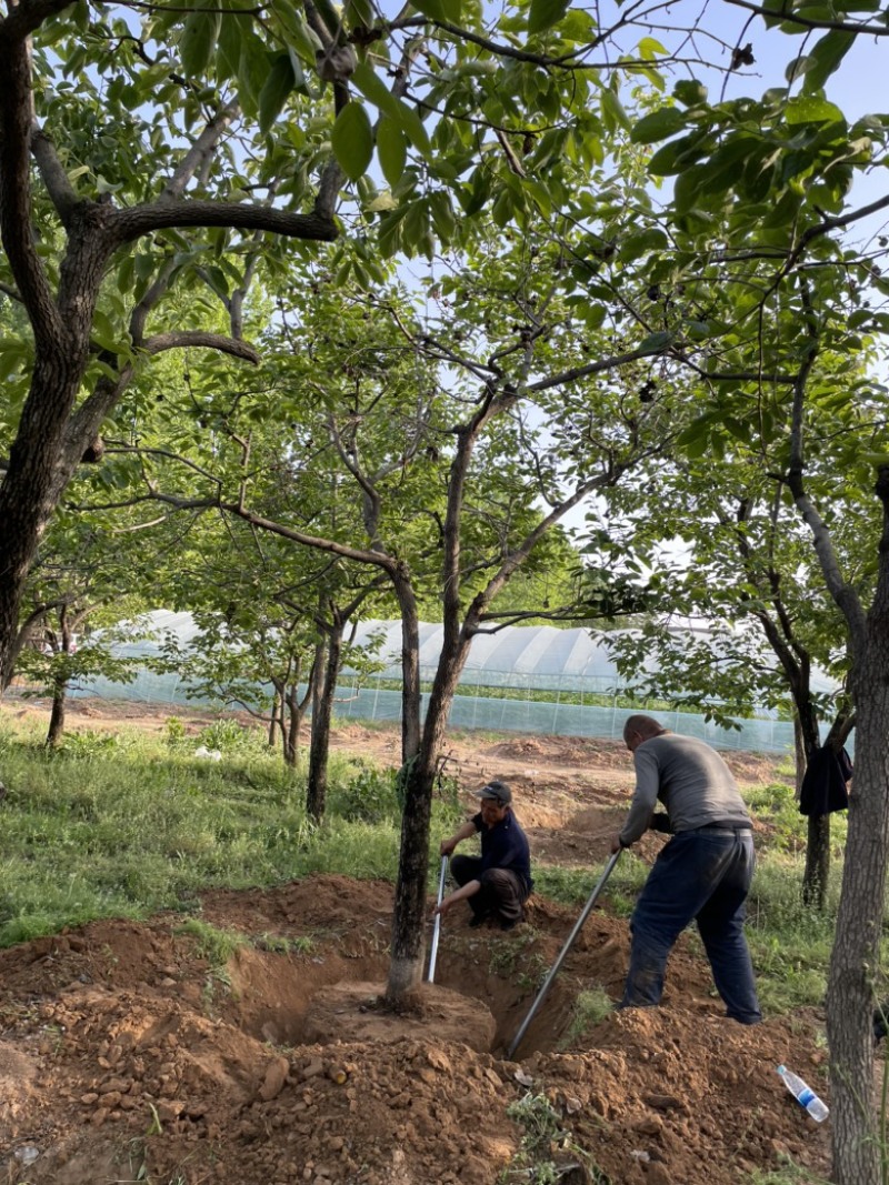 山西柿子树，15-20公分高杆柿子树，绿化柿子树
