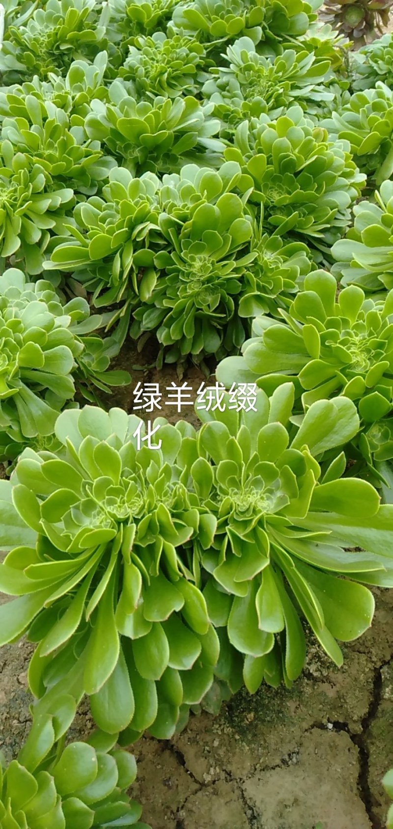 多肉植物法师绿羊绒批发基地可看货，可混批。