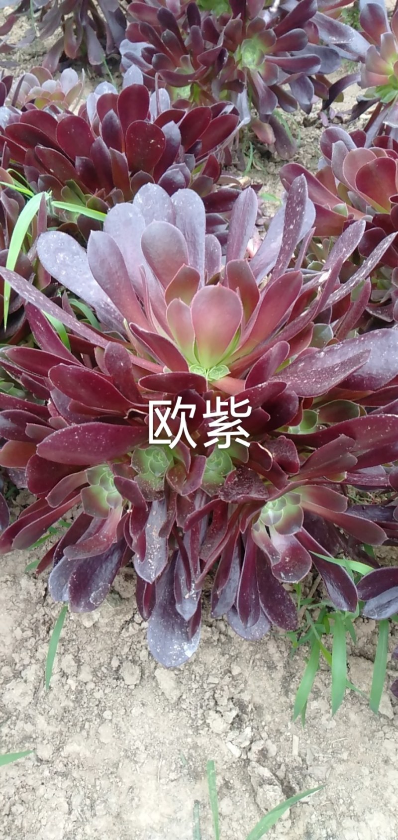 多肉植物法师绿羊绒批发基地可看货，可混批。