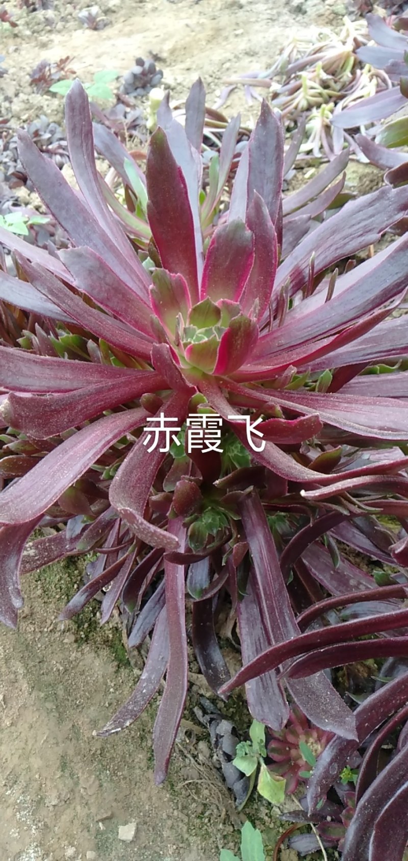 赤霞飞多肉植物多头，基地直销可看货，可混批，