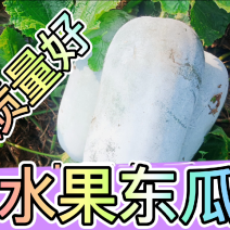 【水果冬瓜】水果东瓜白个头二到三斤，耐运输，欢迎新老客户