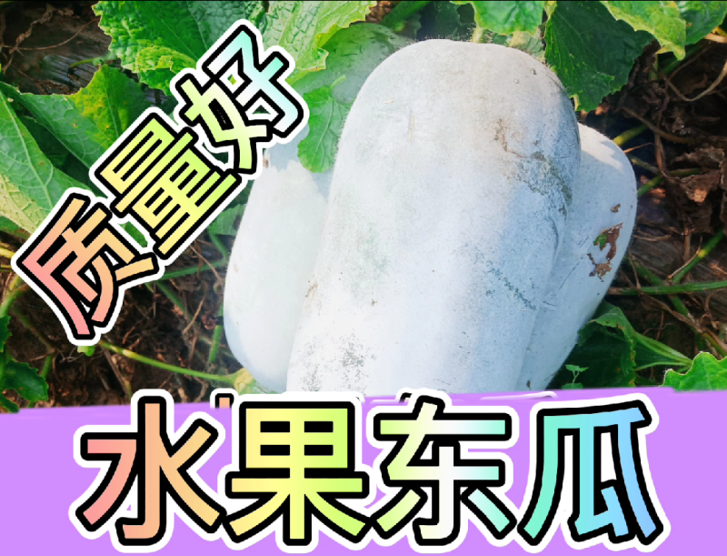 【水果冬瓜】水果东瓜白个头二到三斤，耐运输，欢迎新老客户