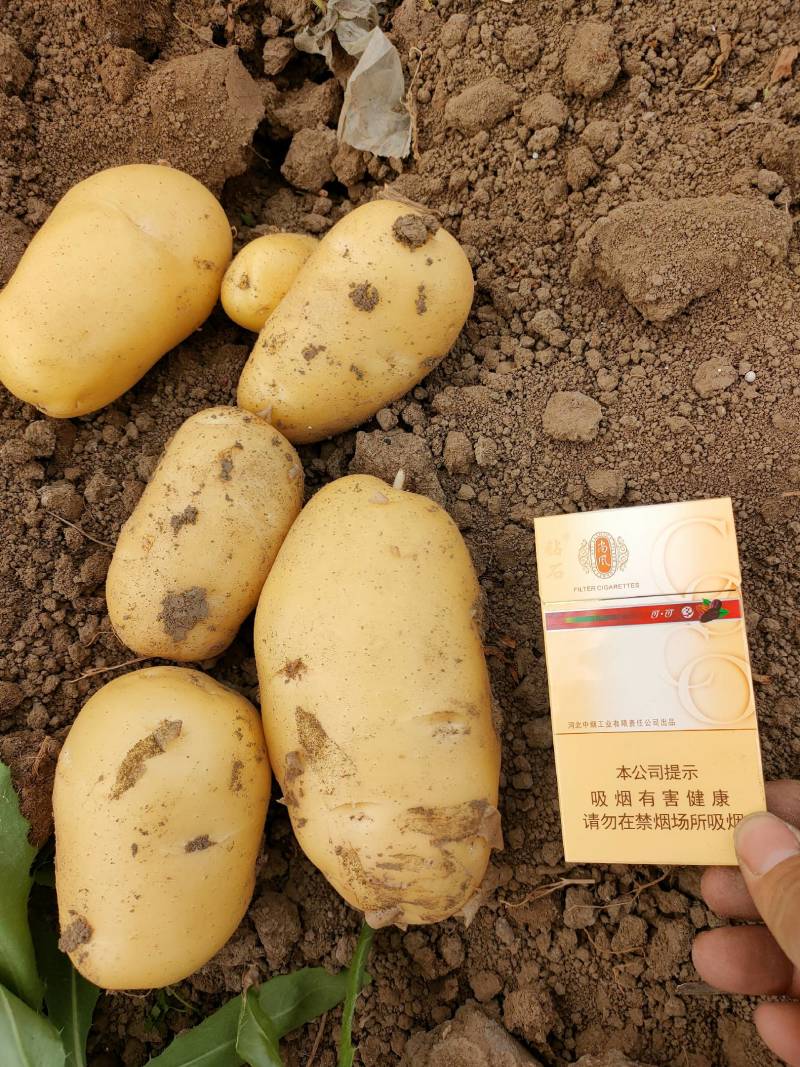 土豆沃土，806.大棚万亩土豆大量上市，三两起步。
