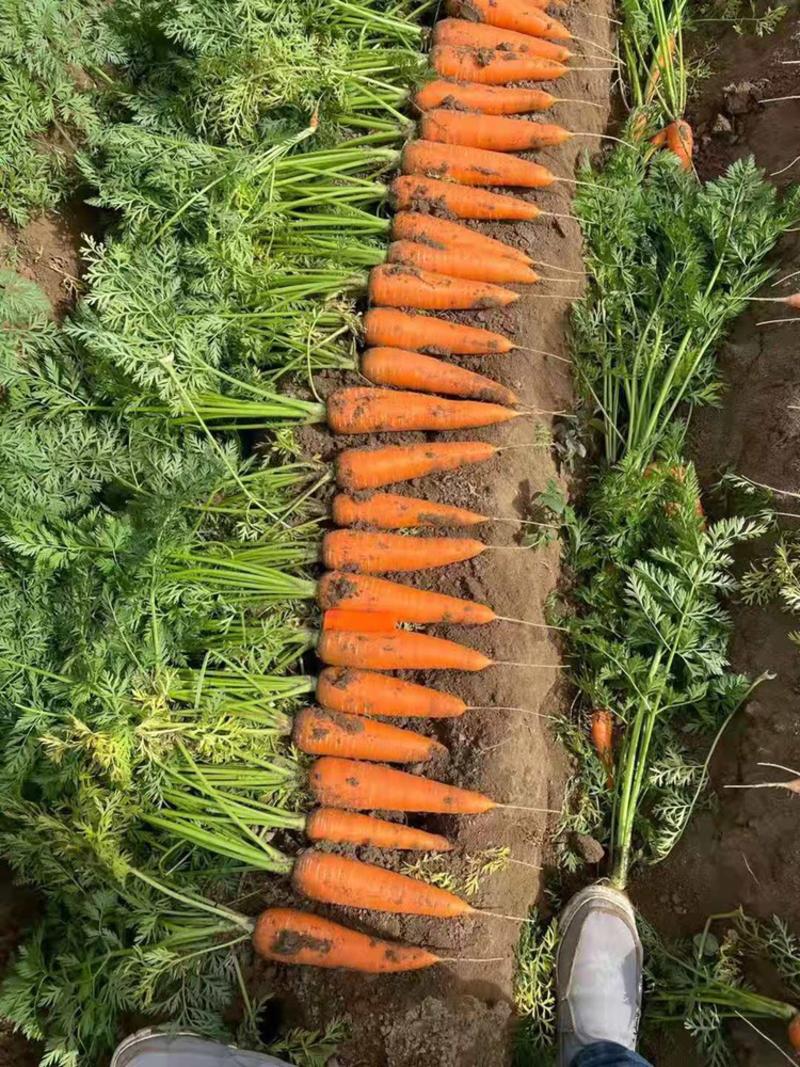 三红胡萝卜🥕大量有货，供应工厂，电商，商超，10吨起售