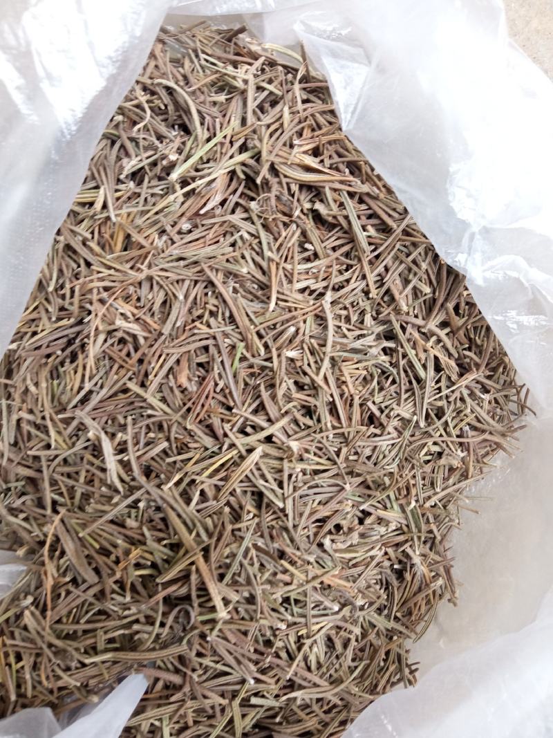 中药材迷迭香干叶