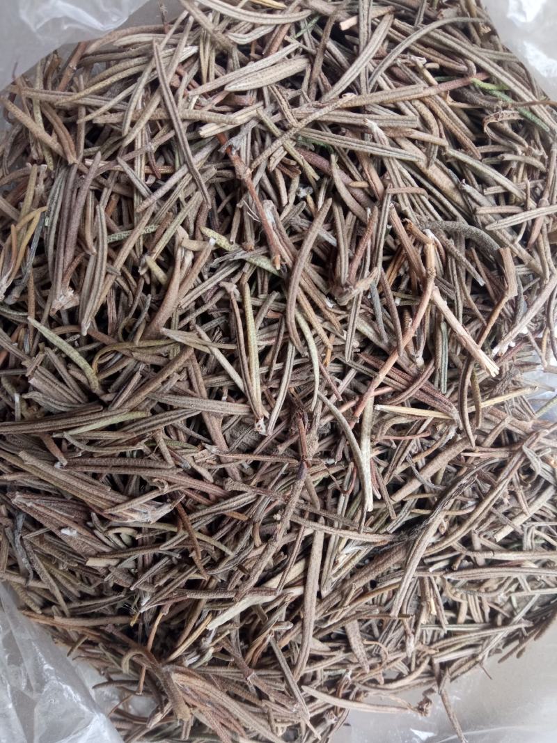 中药材迷迭香干叶