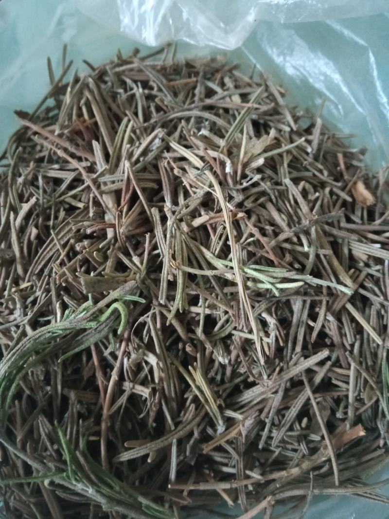 中药材迷迭香干叶