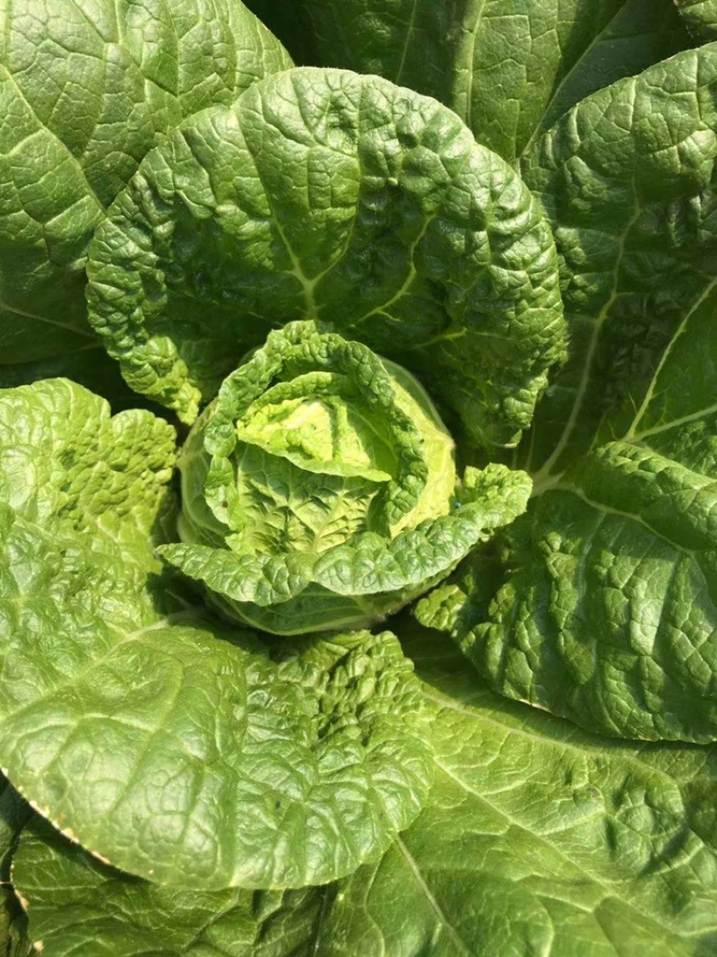 大白菜