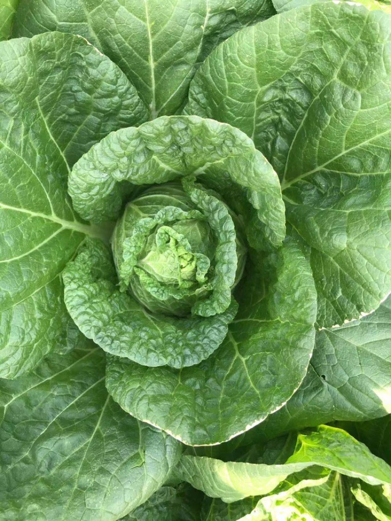 大白菜