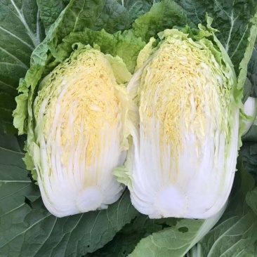 大白菜