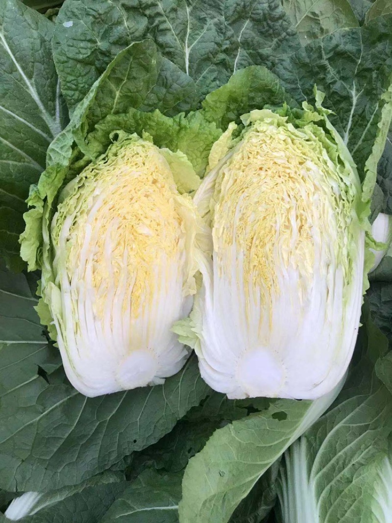 大白菜