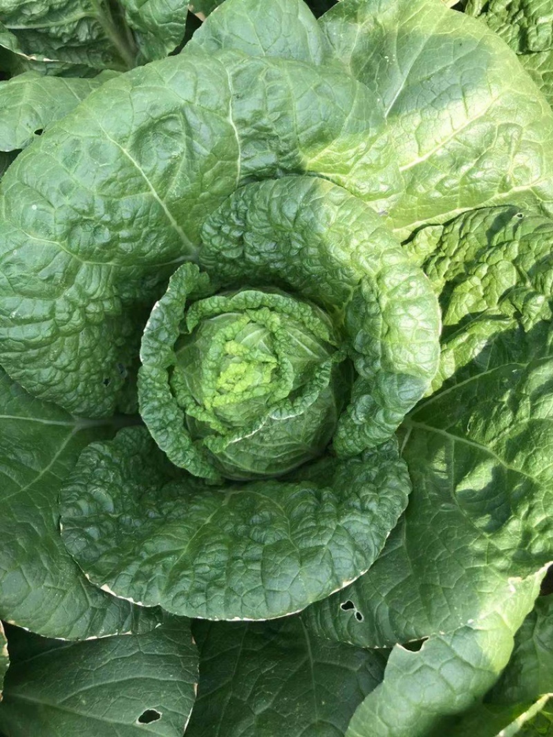 大白菜