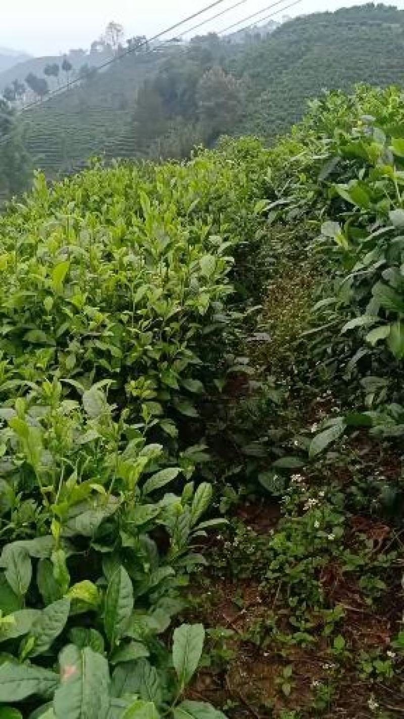 广西百色西林绿茶厂家直销恒温保存