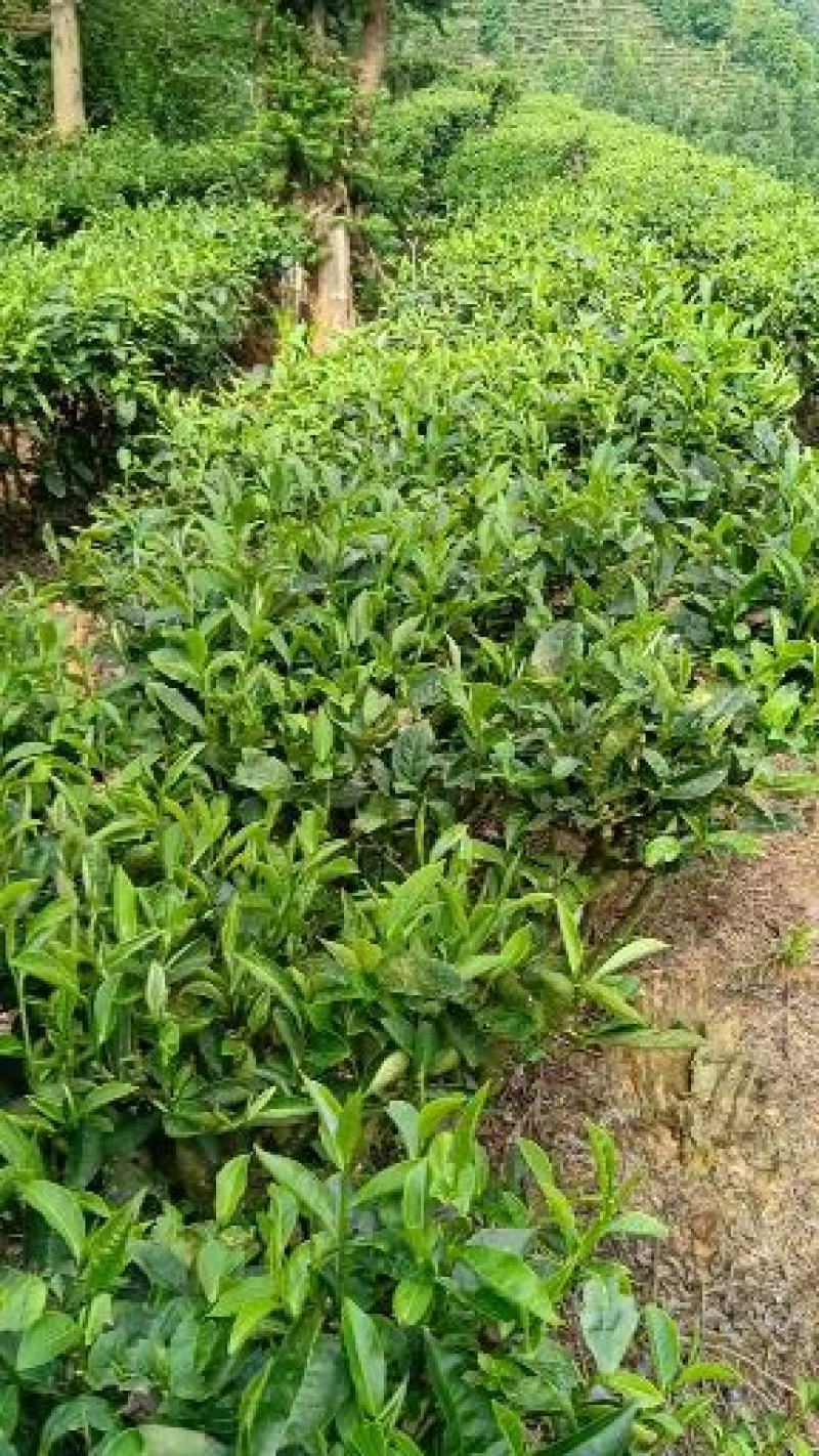 广西百色西林绿茶厂家直销恒温保存