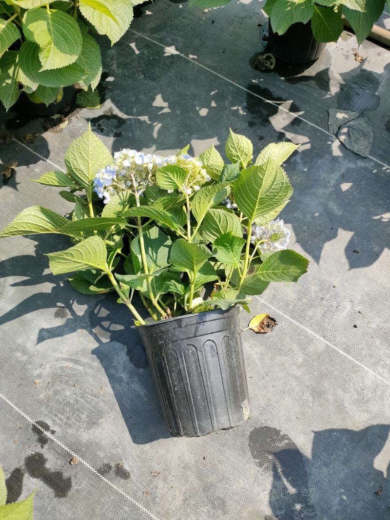 无尽夏绣球