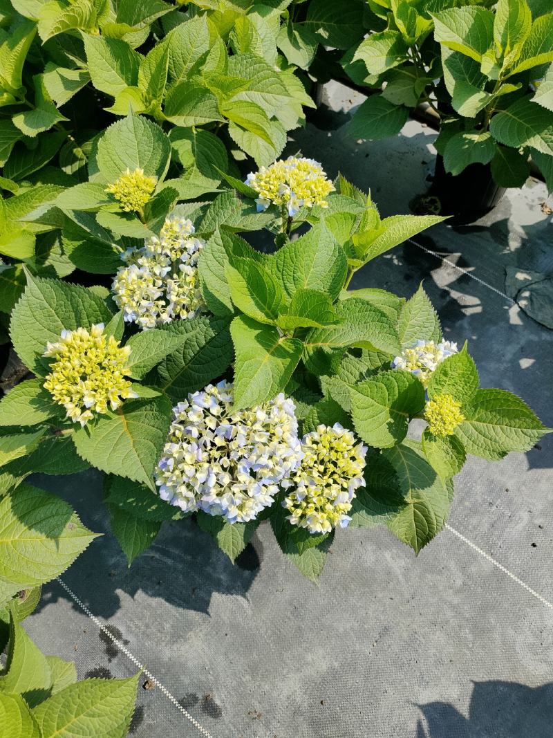 无尽夏绣球