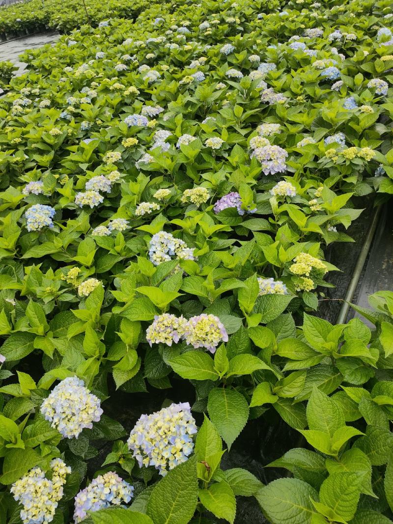 无尽夏绣球