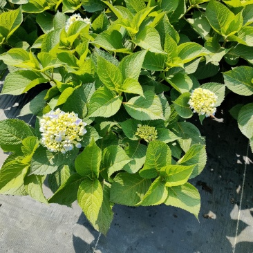 无尽夏绣球