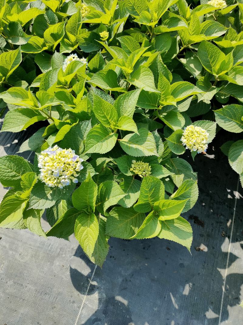 无尽夏绣球