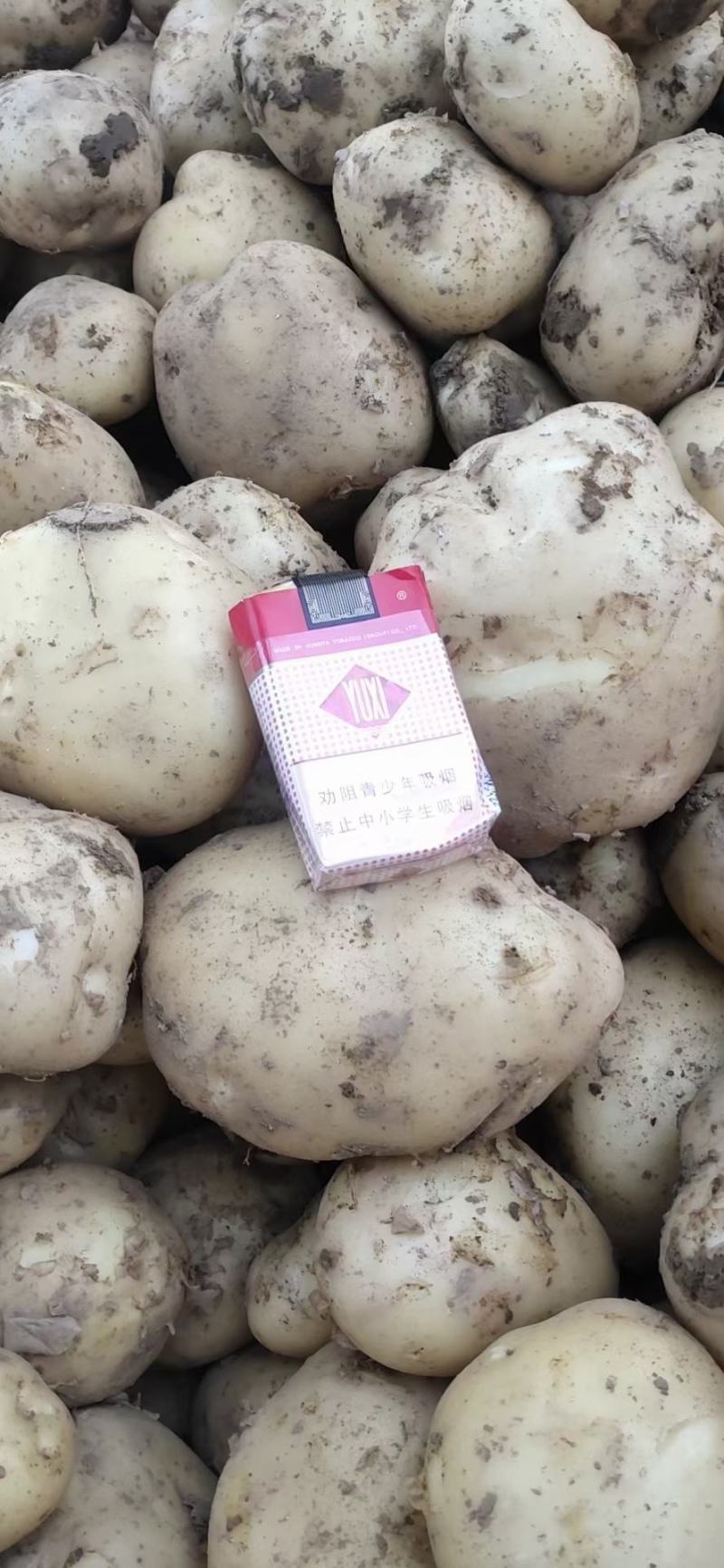 中薯五号土豆