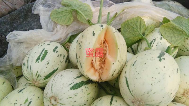 蜜露甜瓜梦露流星白肉甜瓜，产地代收糖度高一手货