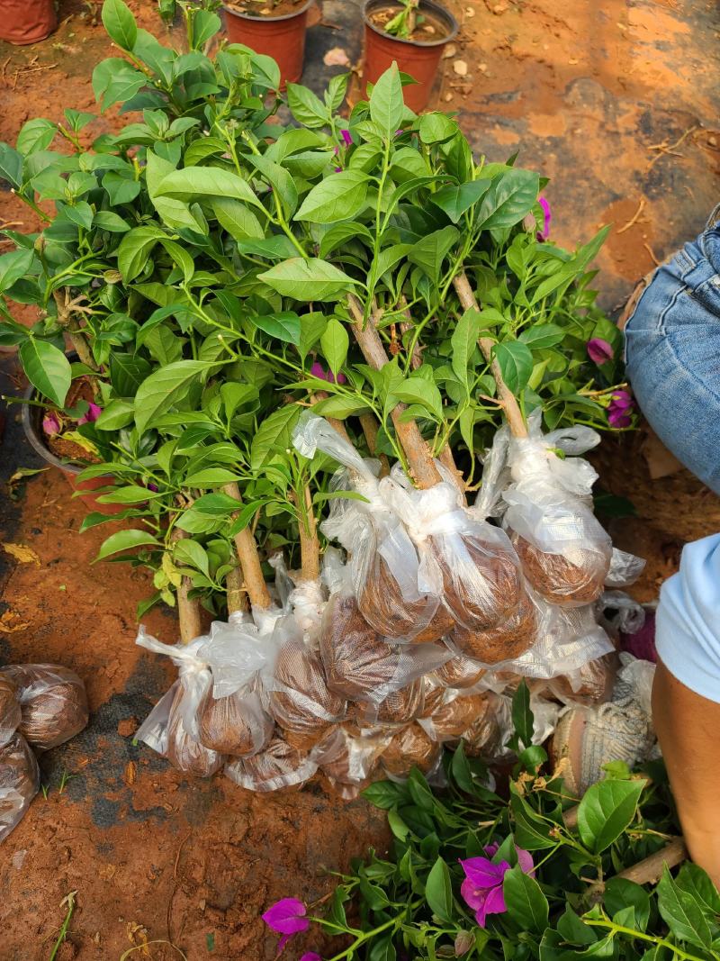 基地大量批发各种规格云南紫三角梅保质保量量大从优