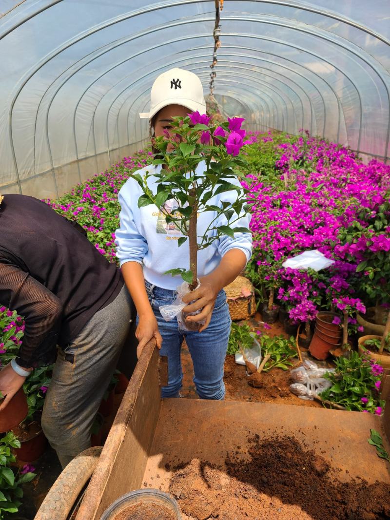 基地大量批发各种规格云南紫三角梅保质保量量大从优