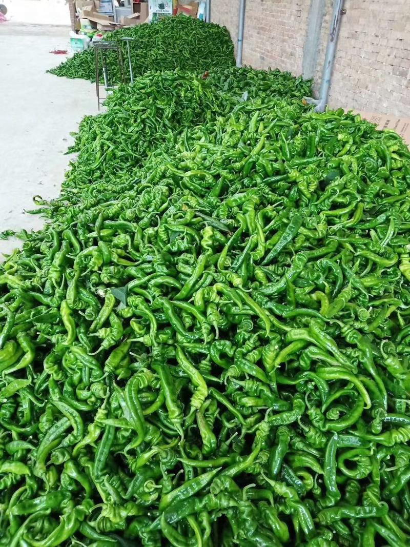 陕西螺丝辣椒大量上市，产地直供，一手货源